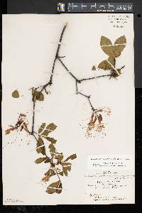 Rhododendron periclymenoides image