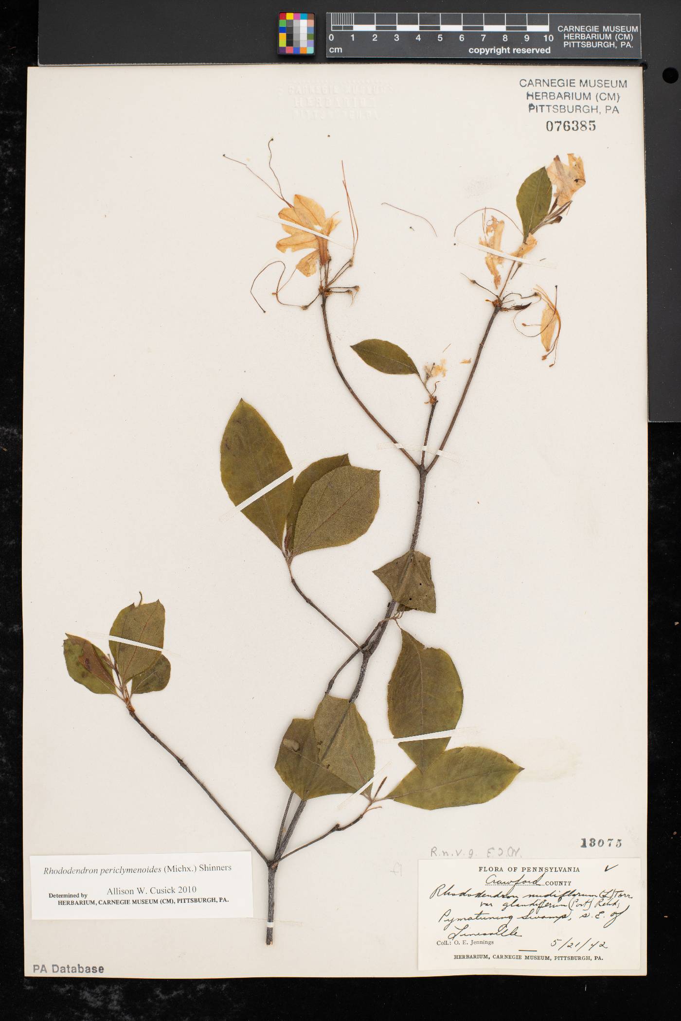 Rhododendron periclymenoides image