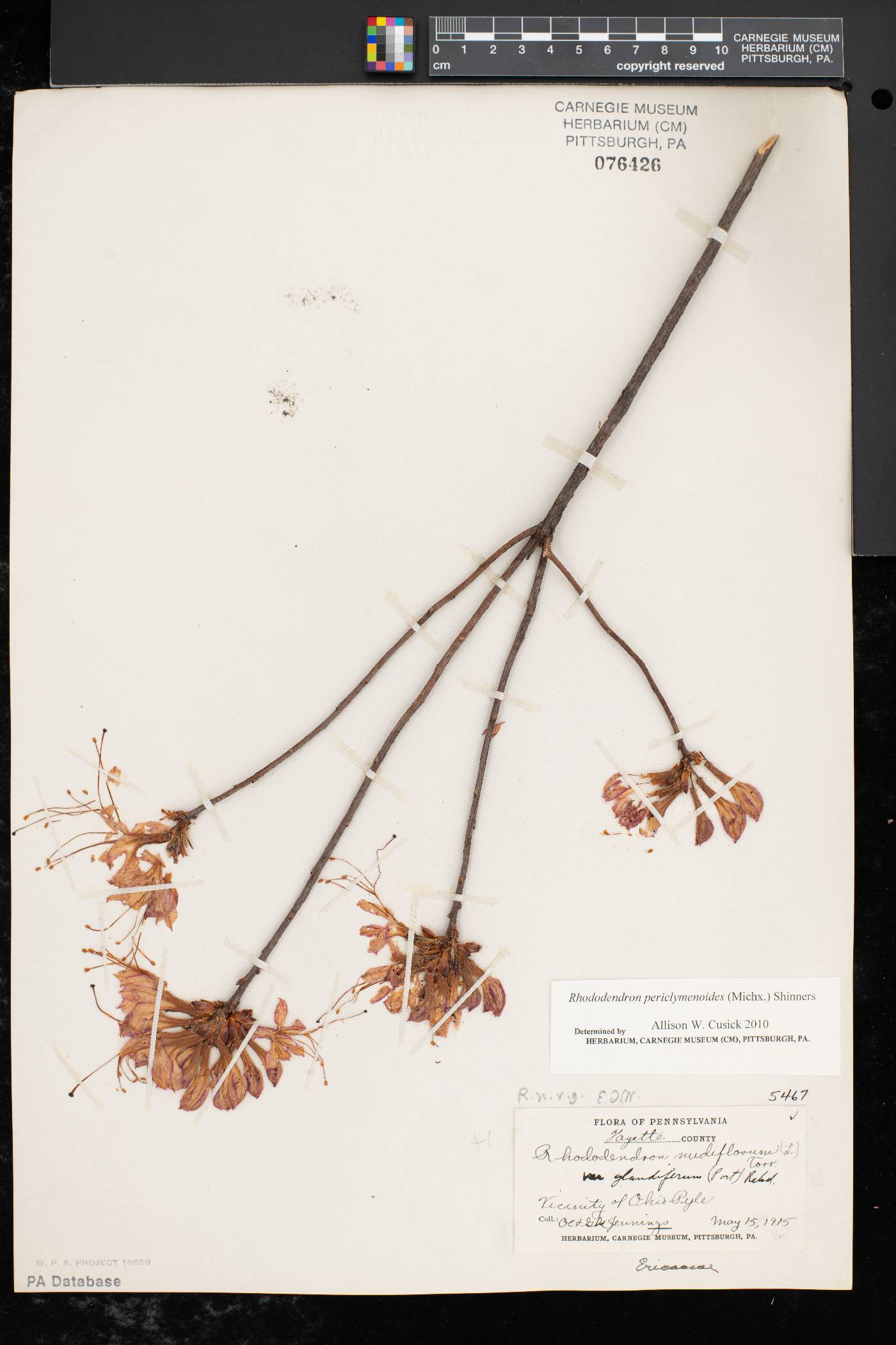 Rhododendron periclymenoides image