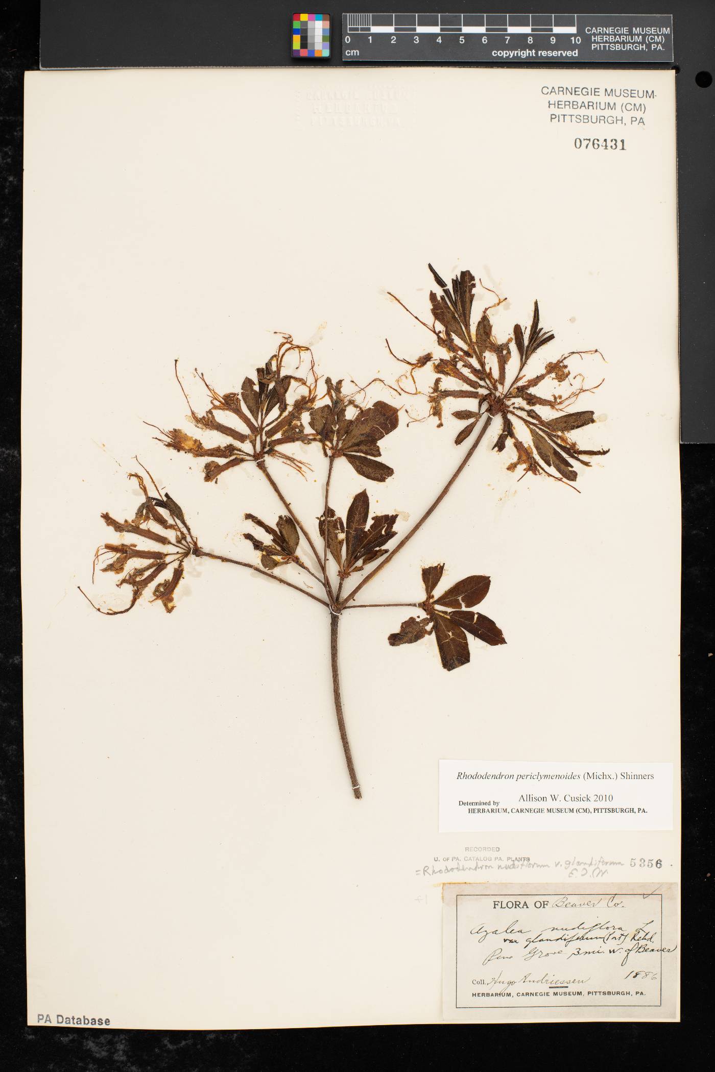 Rhododendron periclymenoides image