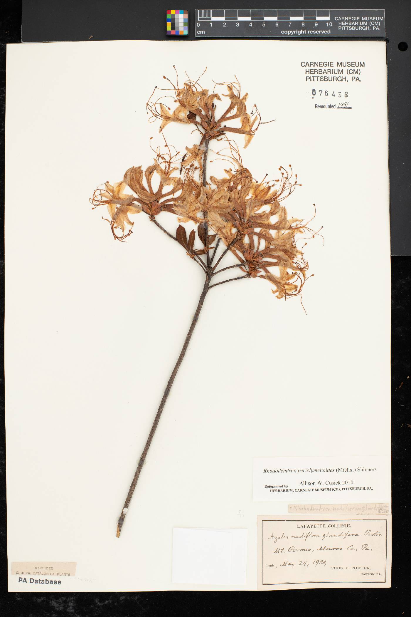 Rhododendron periclymenoides image