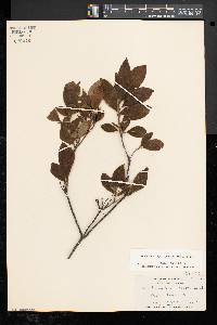 Rhododendron prinophyllum image