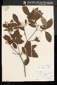 Rhododendron prinophyllum image