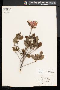 Rhododendron prinophyllum image