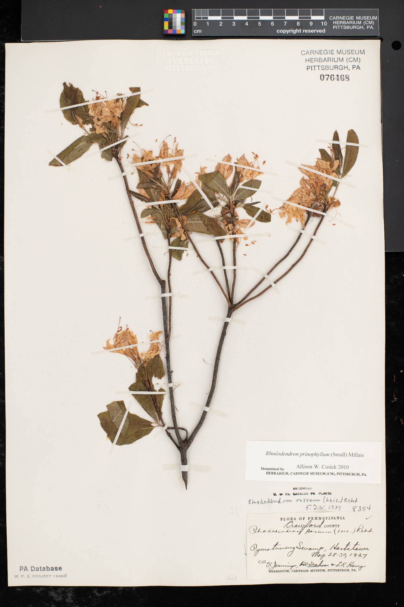 Rhododendron prinophyllum image