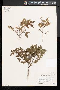 Vaccinium angustifolium image