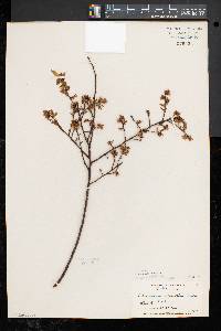 Vaccinium angustifolium image