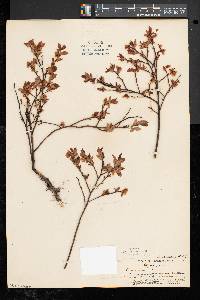 Vaccinium angustifolium image