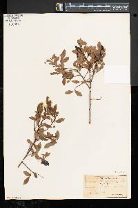 Vaccinium angustifolium image