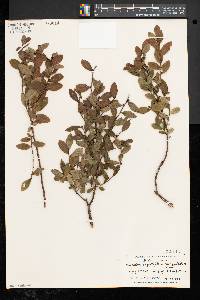 Vaccinium angustifolium image