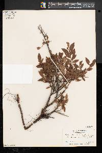 Vaccinium angustifolium image