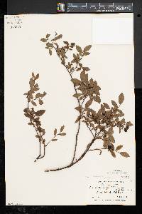 Vaccinium angustifolium image