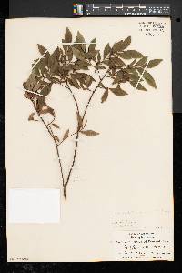 Vaccinium angustifolium image