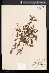 Vaccinium myrtilloides image