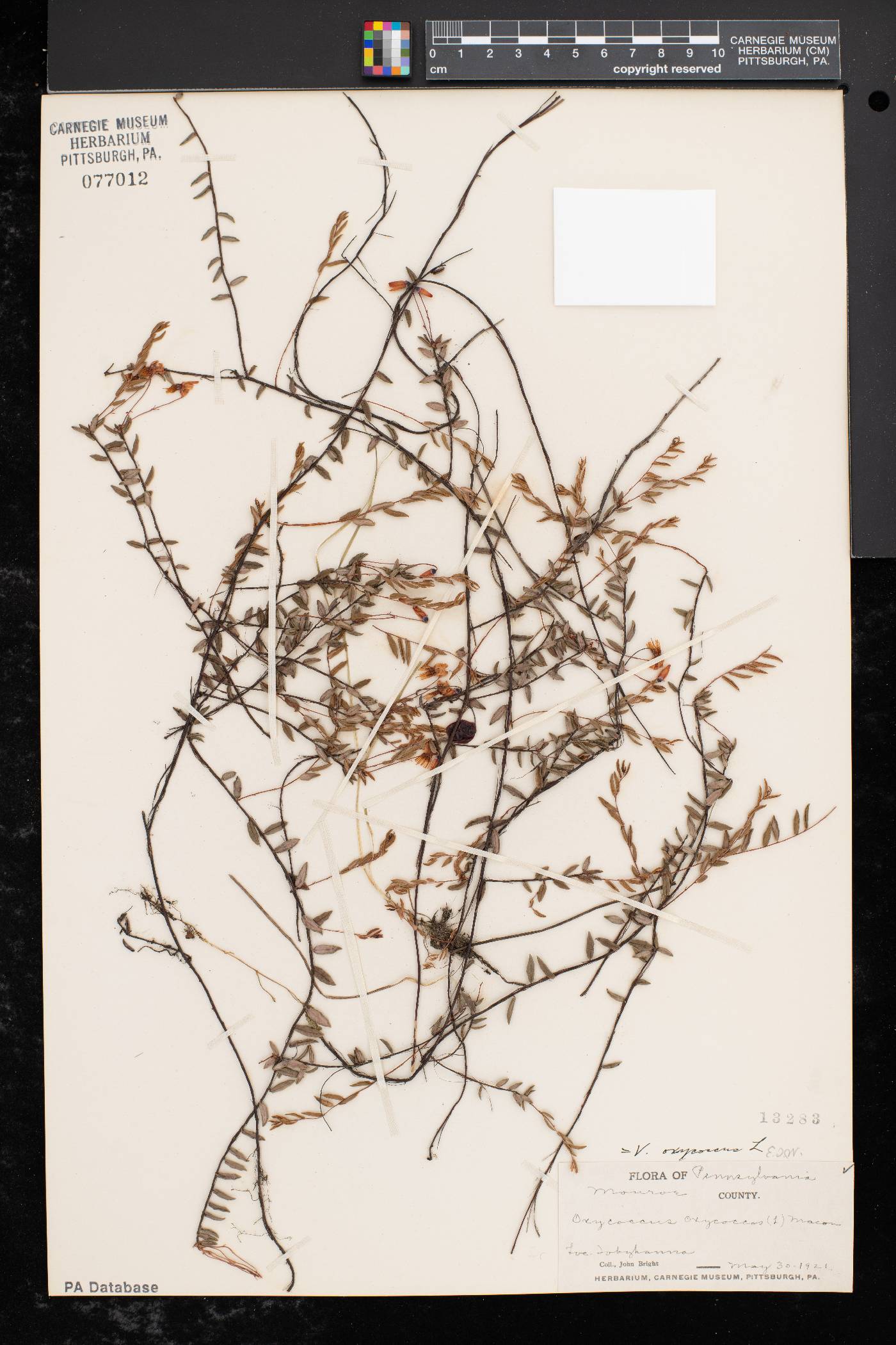 Vaccinium oxycoccos image