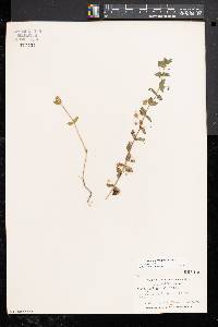 Lysimachia arvensis image