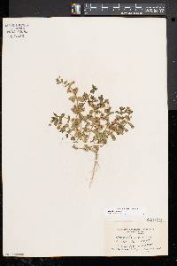 Lysimachia arvensis image