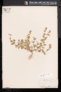 Lysimachia arvensis image