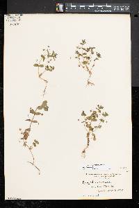 Lysimachia arvensis image