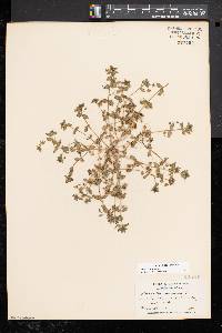 Lysimachia arvensis image