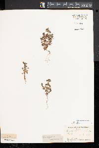 Lysimachia arvensis image