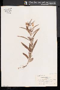 Lysimachia lanceolata image