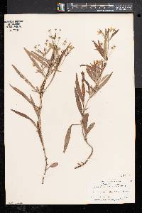 Lysimachia lanceolata image