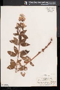 Lysimachia punctata image