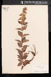 Lysimachia punctata image