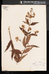 Lysimachia vulgaris image