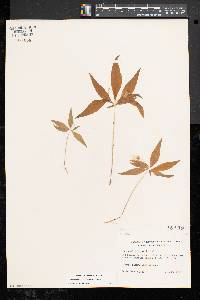 Trientalis borealis image