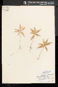 Trientalis borealis image