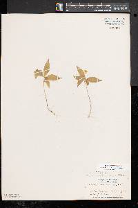 Trientalis borealis image