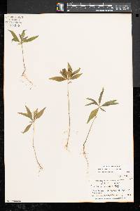 Trientalis borealis image