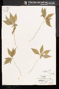 Trientalis borealis image