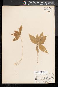 Trientalis borealis image