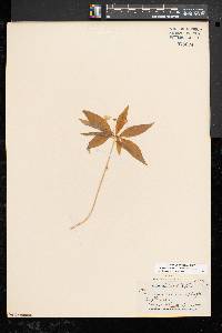 Trientalis borealis image