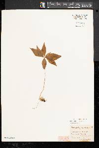 Trientalis borealis image