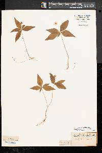 Trientalis borealis image