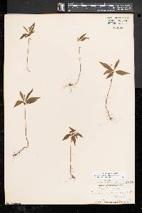 Trientalis borealis image