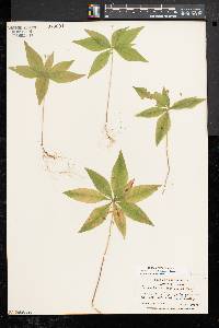 Trientalis borealis image