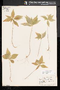 Trientalis borealis image