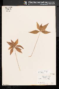 Trientalis borealis image