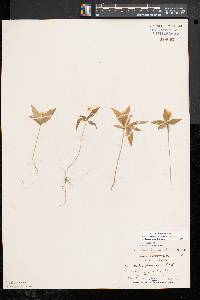 Trientalis borealis image