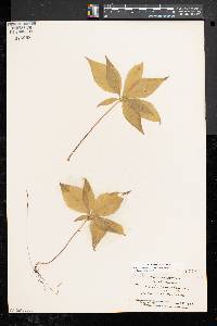 Trientalis borealis image