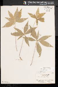 Trientalis borealis image