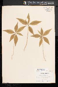 Trientalis borealis image