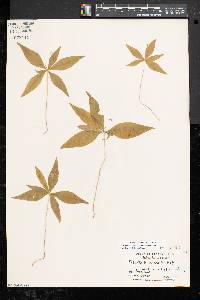 Trientalis borealis image