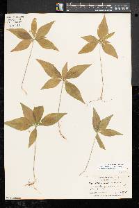 Trientalis borealis image