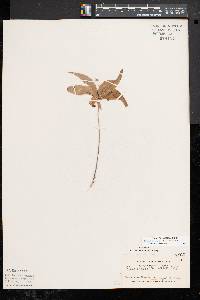 Trientalis borealis image